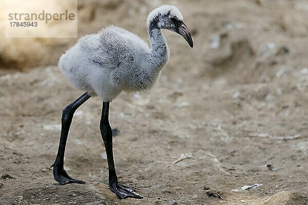 Roter Flamingo (Phoenicopterus ruber) Küken  captive