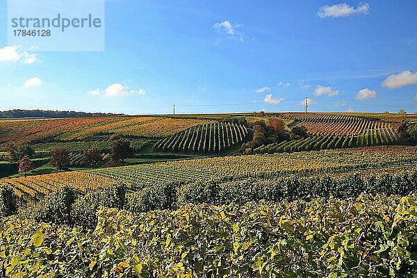 Weinberge bei Volkach bei schönem Wetter. Volkach  Kitzingen  Unterfranken  Bayern  Deutschland  Europa