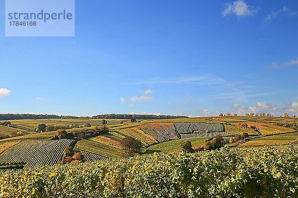 Weinberge bei Volkach bei schönem Wetter. Volkach  Kitzingen  Unterfranken  Bayern  Deutschland  Europa