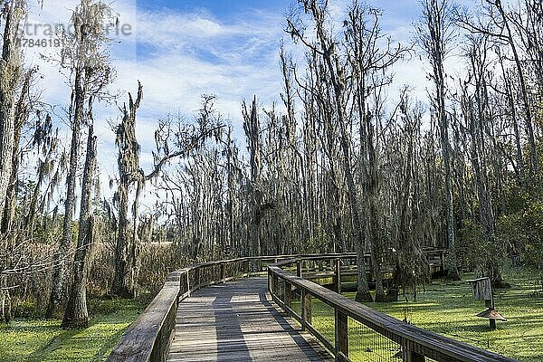 Abgestorbene Bäume in den Sümpfen der Magnolia Plantation außerhalb von Charleston  South Carolina  USA  Nordamerika