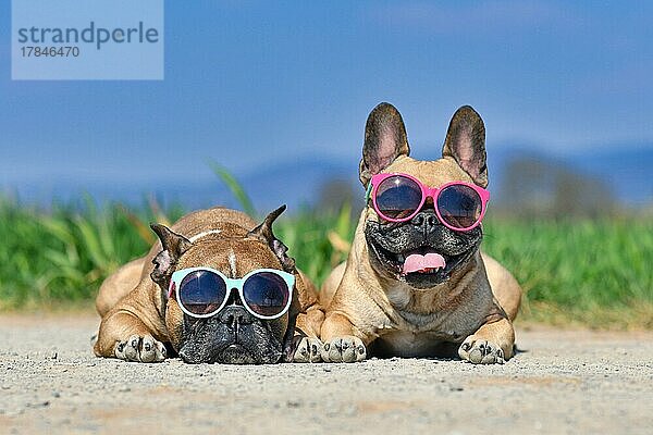 Adorable niedlich glücklich Französisch Bulldog Hunde tragen Sonnenbrille im Sommer vor der Wiese und blauen Himmel am heißen Tag