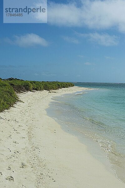Weißer Sandstrand in türkisfarbenem Wasser  Fort Jefferson  Dry Tortugas National Park  Florida Keys  Florida  USA  Nordamerika