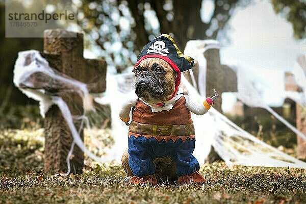 Französische Bulldogge im Halloween Piratenkostüm mit Hut und Hakenarm vor einem mit Spinnweben bedeckten Friedhof