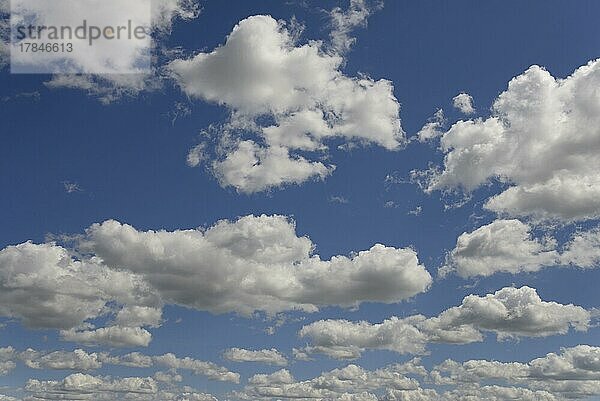 Wolkenformation  blauer Himmel mit tiefziehenden Quellwolken (Cumulus)  Nordrhein-Westfalen  Deutschland  Europa