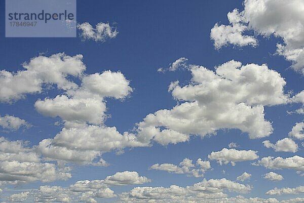 Wolkenformation  blauer Himmel mit tiefziehenden Quellwolken (Cumulus)  Nordrhein-Westfalen  Deutschland  Europa