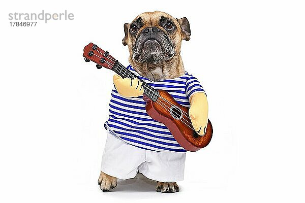 Französische Bulldogge als Gitarrist verkleidet in einem Kostüm mit gestreiftem Hemd  Hose und falschen Armen  die eine Gitarre halten  vor weißem Hintergrund