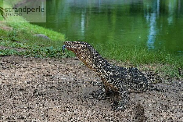 Waran (lacerti)  Lumphini Park  Bangkok  Thailand  Asien