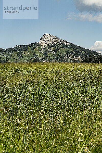 Blumenwiese  Berge  Tannheim  Tannheimer Tal  Tirol  Österreich  Europa