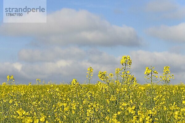 Raps (Brassica napus)  Rapsfeld  Blütenstände  blauer Wolkenhimmel  Nordrhein-Westfalen  Deutschland  Europa