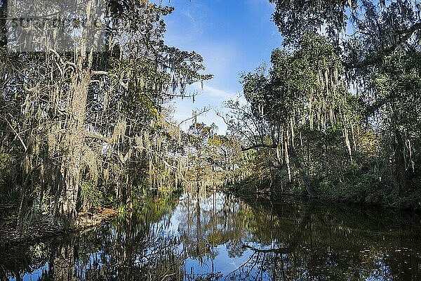 Sumpfiges Gebiet in der Magnolia Plantation außerhalb von Charleston  South Carolina  USA  Nordamerika