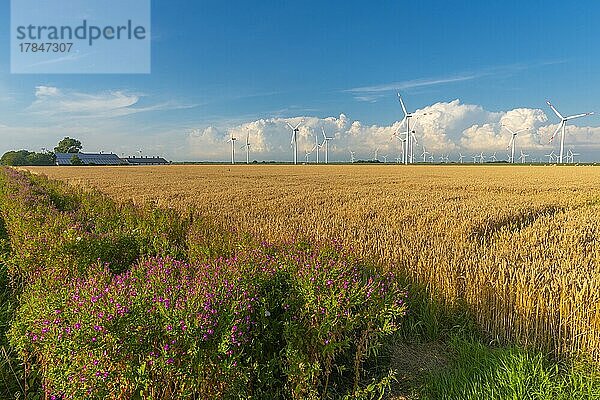 Windkraftanlagen in den Marschen der Reussenköge  Landwirtschaft  Getreideanbau  blauer Himmel  Nordfriesland  Schleswig-Holstein  Deutschland  Europa