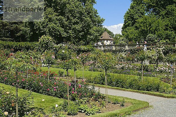 Italienischer Rosengarten  Insel Mainau  Bodensee  Baden-Württemberg  Deutschland  Europa