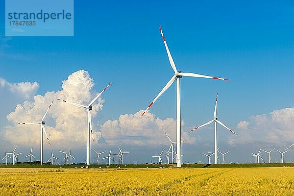 Windkraftanlagen in den Marschen der Reussenköge  Landwirtschaft  Getreideanbau  blauer Himmel  Nordfriesland  Schleswig-Holstein  Deutschland  Europa