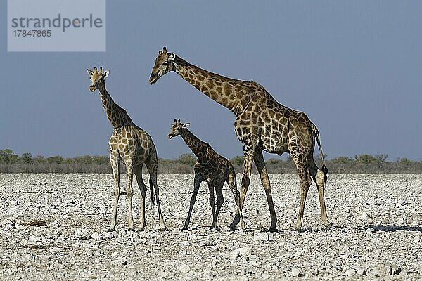 Angola-Giraffen (Giraffa camelopardalis angolensis)  erwachsenes Männchen mit jungem Weibchen und Fohlen  auf trockenem Boden  Etosha National Park  Namibia  Afrika