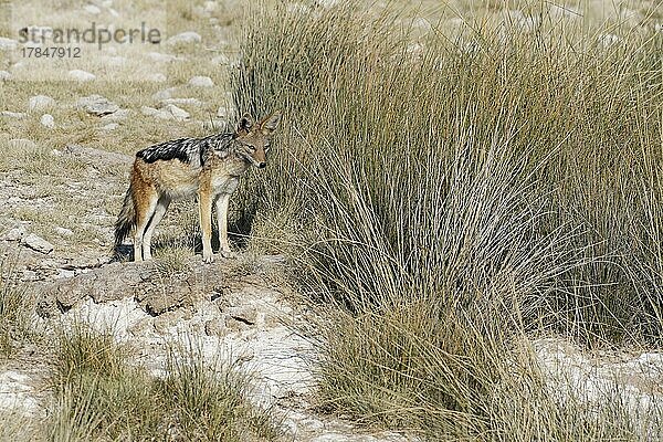 Schabrackenschakal (Canis mesomelas)  erwachsener Schakal  stehend auf einem Felsen am Wasserloch  wachsam  Etosha-Nationalpark  Namibia  Afrika