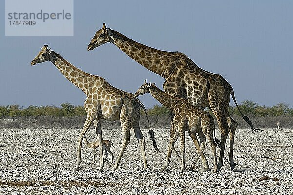 Angola-Giraffen (Giraffa camelopardalis angolensis)  erwachsenes Männchen  junges Weibchen  Fohlen und Springbock (Antidorcas marsupialis)  Wanderung auf trockenem Boden  Etosha-Nationalpark  Namibia  Afrika