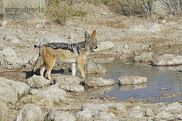 Schabrackenschakal (Canis mesomelas)  erwachsener Schakal am Wasserloch  wachsam  Etosha-Nationalpark  Namibia  Afrika