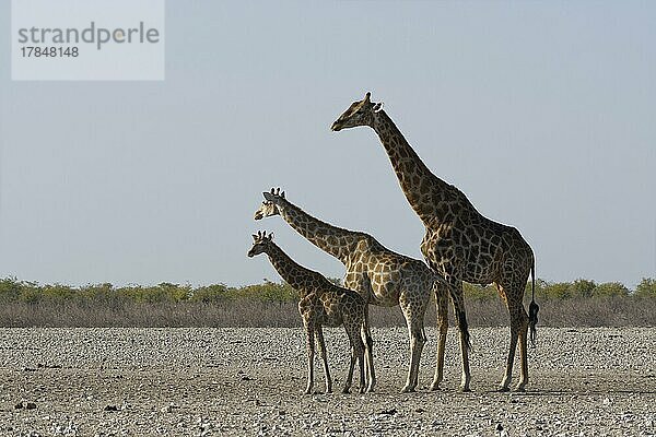 Angola-Giraffen (Giraffa camelopardalis angolensis)  erwachsenes Männchen mit jungem Weibchen und Fohlen  auf trockenem Boden  wachsam  Etosha National Park  Namibia  Afrika