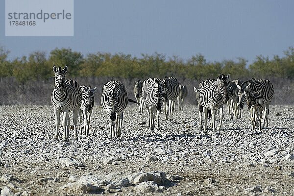 Burchell-Zebra (Equus quagga burchellii)  Herde auf trockenem Boden  auf dem Weg zur Wasserstelle  Etosha-Nationalpark  Namibia  Afrika