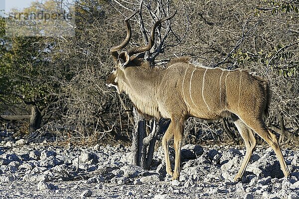 Großer Kudu (Tragelaphus strepsiceros)  erwachsenes Männchen  auf trockenem Boden laufend  Etosha-Nationalpark  Namibia  Afrika