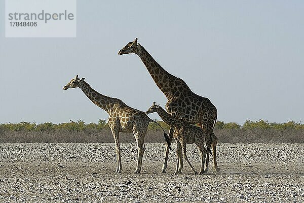 Angola-Giraffen (Giraffa camelopardalis angolensis)  erwachsenes Männchen mit jungem Weibchen und Fohlen  auf trockenem Boden  wachsam  Etosha National Park  Namibia  Afrika
