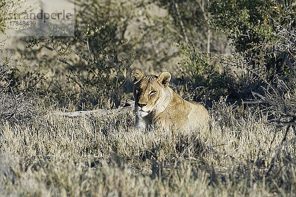 Löwin (Panthera leo)  erwachsenes Weibchen ruhend  im Gras liegend  wachsam  Savanne  Etosha-Nationalpark  Namibia  Afrika