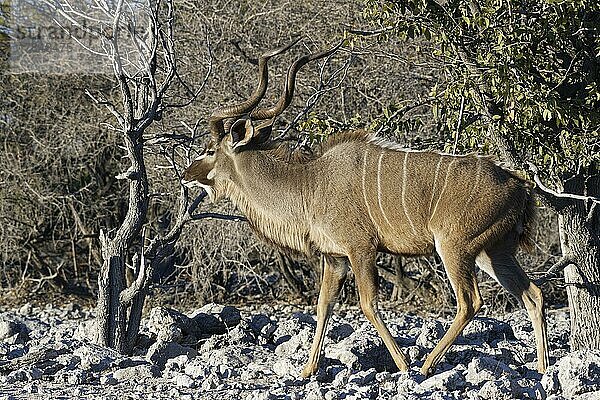 Großer Kudu (Tragelaphus strepsiceros)  erwachsenes Männchen  auf trockenem Boden laufend  Etosha-Nationalpark  Namibia  Afrika