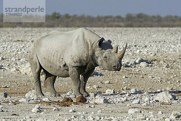 Spitzmaulnashorn (Diceros bicornis)  erwachsen  stehend am Wasserloch  Etosha-Nationalpark  Namibia  Afrika