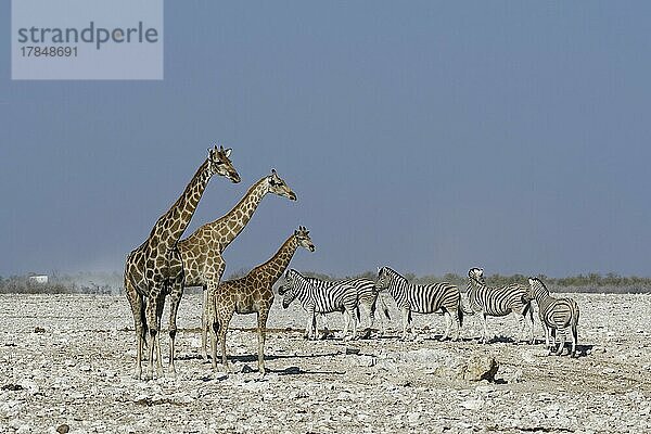 Angola-Giraffen (Giraffa camelopardalis angolensis)  erwachsenes Weibchen (links) mit jungem Weibchen und Fohlen  Herde von Burchell-Zebra (Equus quagga burchellii)  am Wasserloch  Etosha-Nationalpark  Namibia  Afrika