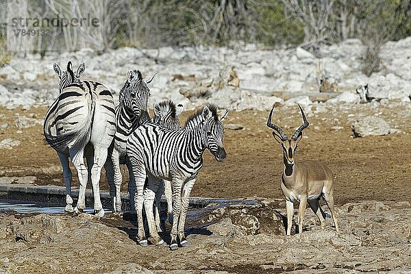 Burchell-Zebra (Equus quagga burchellii)  erwachsene Tiere und Zebrafohlen am Wasserloch mit einem erwachsenen männlichen Schwarzgesichtsimpala (Aepyceros melampus petersi)  Etosha-Nationalpark  Namibia  Afrika