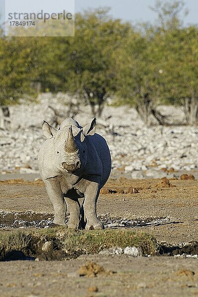 Spitzmaulnashorn (Diceros bicornis)  erwachsenes Männchen  stehend am Wasserloch  Etosha-Nationalpark  Namibia  Afrika