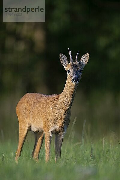 Rehbock (Capreolus capreolus) zur Blattzeit  Steinborn  Rheinland-Pfalz  Deutschland  Europa