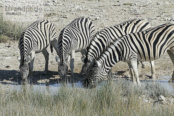 Burchell-Zebra (Equus quagga burchellii)  Herde  vier erwachsene Tiere beim Trinken am Wasserloch  Etosha-Nationalpark  Namibia  Afrika