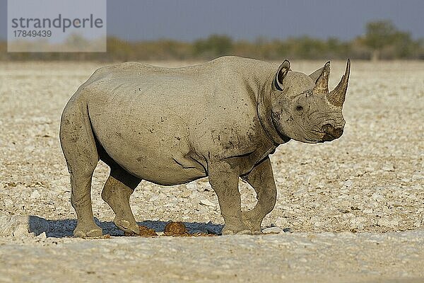 Spitzmaulnashorn (Diceros bicornis)  erwachsen am Wasserloch  Wanderung  Etosha-Nationalpark  Namibia  Afrika