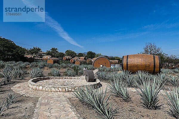 Hotelzimmer in Form eines Tequila-Fasses in einem blauen Agavenfeld  Tequila-Fabrik La Cofradia  Unesco-Stätte Tequila  Jalisco  Mexiko  Mittelamerika