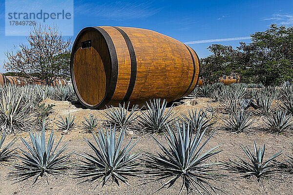 Hotelzimmer in Form eines Tequila-Fasses in einem blauen Agavenfeld  Tequila-Fabrik La Cofradia  Unesco-Stätte Tequila  Jalisco  Mexiko  Mittelamerika