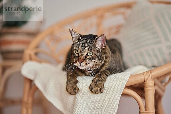 Getigerte Katze (Felis silvestris catus) liegt auf Korbsessel  Wohnungskatze  Österreich  Europa
