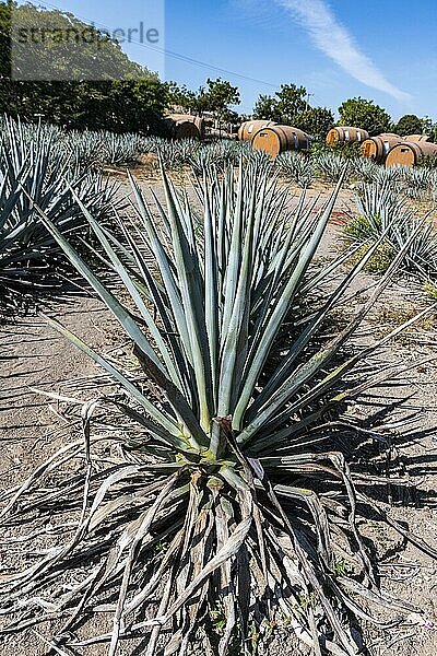 Hotelzimmer in Form eines Tequila-Fasses in einem blauen Agavenfeld  Tequila-Fabrik La Cofradia  Unesco-Stätte Tequila  Jalisco  Mexiko  Mittelamerika