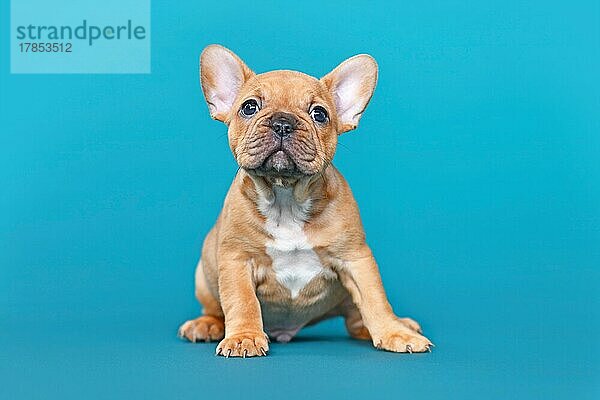 Rote fawn Französisch Bulldogge Hundewelpe auf blauem Hintergrund