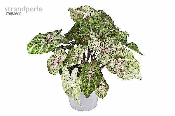 Exotische 'Caladium Miss Muffet' Zimmerpflanze mit rosa und grünen Blättern mit roten Punkten im Topf auf weißem Hintergrund