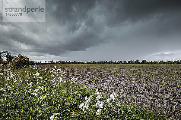 Bedrohliche Regenwolken ziehen über Ackerland in Schleswig-Holstein nahe der dänischen Grenze. Der kräftige Wind fährt durch blühende Gierschstängel am Feldrand