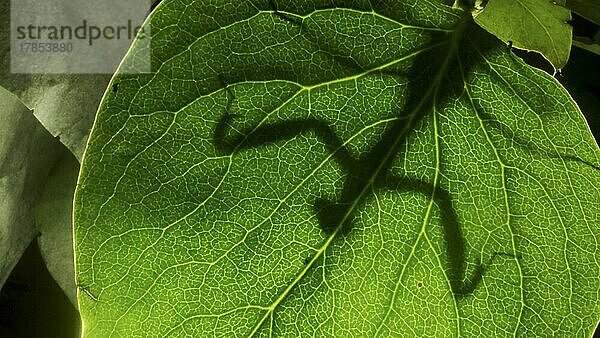 Die Gottesanbeterin ist als Silhouette hinter einem grünen Fliederblatt zu erkennen. Nahaufnahme eines Gottesanbeterin-Insekts. Hintergrundbeleuchtung