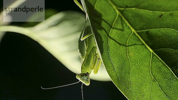 Die Gottesanbeterin ist als Silhouette hinter einem grünen Fliederblatt zu erkennen. Nahaufnahme eines Gottesanbeterin-Insekts. Gegenlicht (Contre-jour)