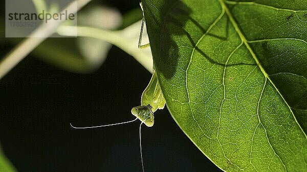 Die Gottesanbeterin ist als Silhouette hinter einem grünen Fliederblatt zu erkennen. Nahaufnahme eines Gottesanbeterin-Insekts. Gegenlicht (Contre-jour)