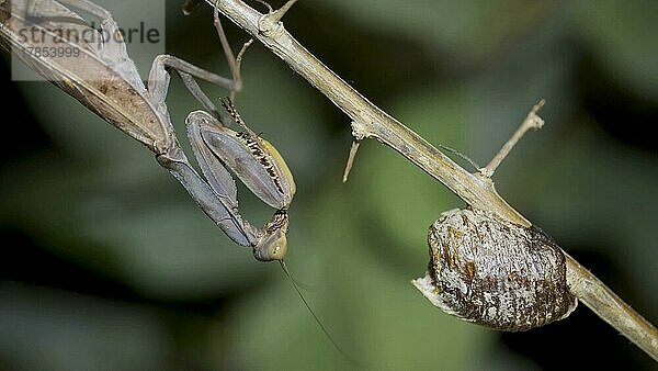 Gottesanbeterin sitzt auf einem Ast neben einem Gelege von Ootheca (Oviparie)  Nahaufnahme eines Gottesanbeterin-Insekts. Gottesanbeterin bei der Paarung