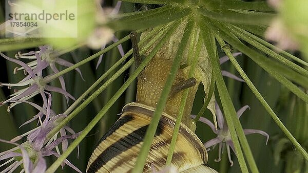 Schnecke kriecht auf Lauch (Allium) herum  Hintergrund aus grünen Blättern frisst
