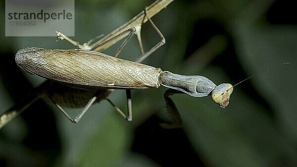 Grüne Gottesanbeterin läuft auf einem dornigen Ast und schaut sich um. Europäische Gottesanbeterin (Mantis religiosa)  Nahaufnahme eines Gottesanbeterin-Insekts