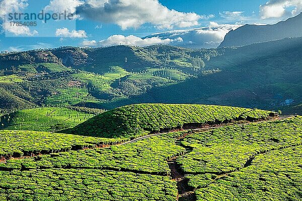 Kerala Indien Reise-Hintergrund  grüne Teeplantagen in Munnar mit niedrigen Wolken  Kerala  Indien  Touristenattraktion  Asien