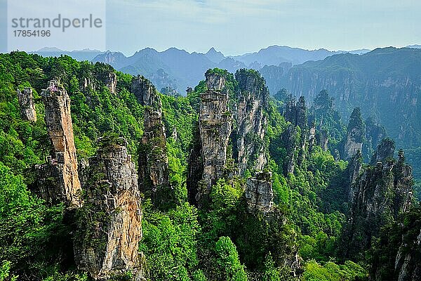 Berühmte Touristenattraktion Chinas  Zhangjiajie Steinsäulen Klippenberge bei Sonnenuntergang in Wulingyuan  Hunan  China  Asien