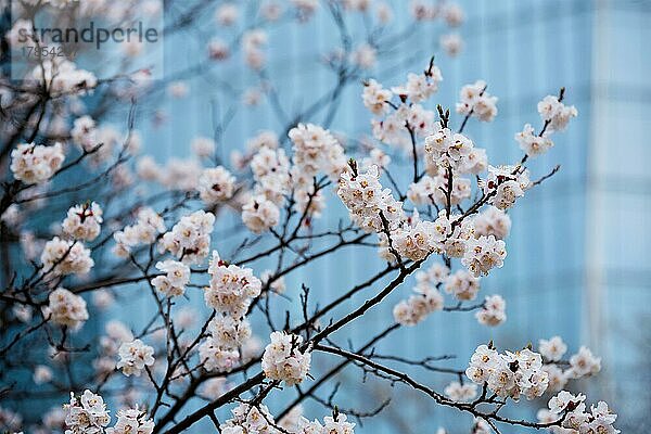 Blühende Sakura-Blüten Blumen Nahaufnahme mit Wolkenkratzer im Hintergrund. Seoul  Korea